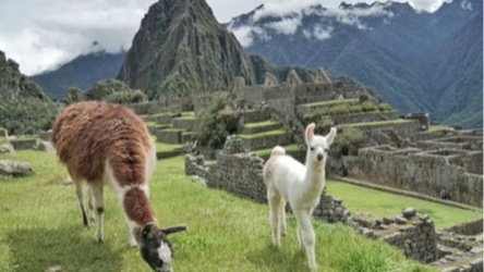 Peru_Llamas_intro_2 Peru_Llamas_intro_2